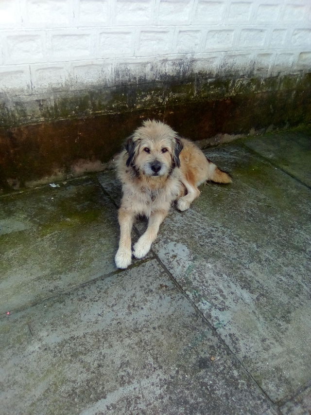pet dog