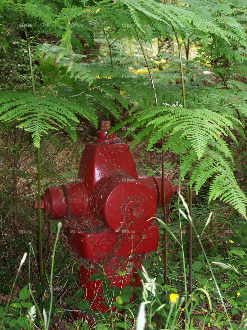forest fern hydrant by kenglund