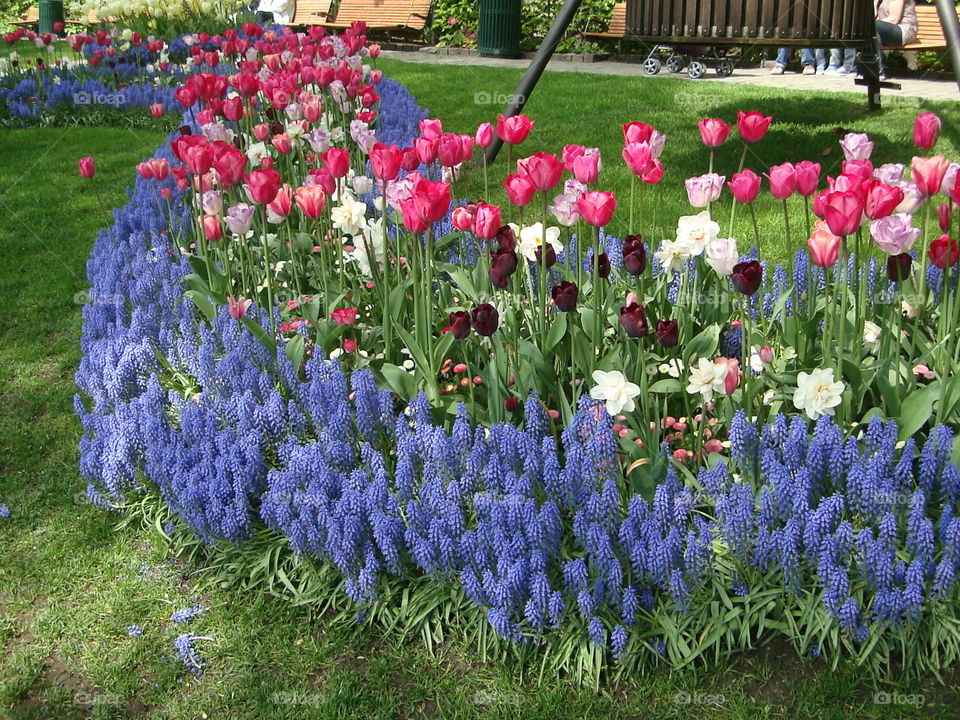 flowers in Tivoli garden