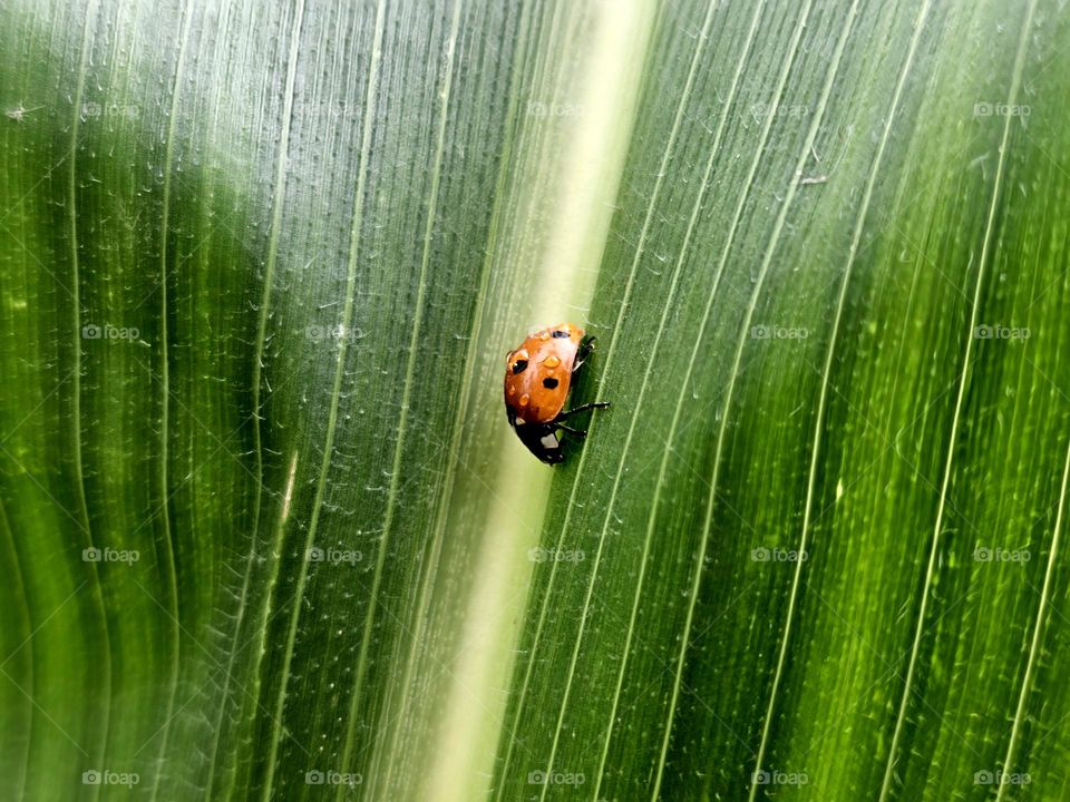 Ladybird