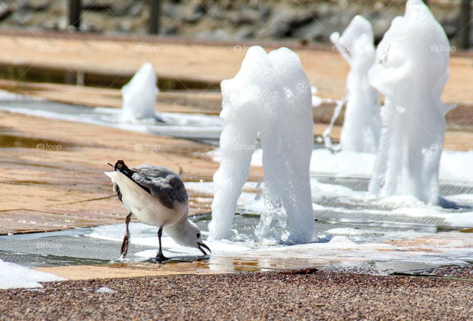 Sea Gull drinking