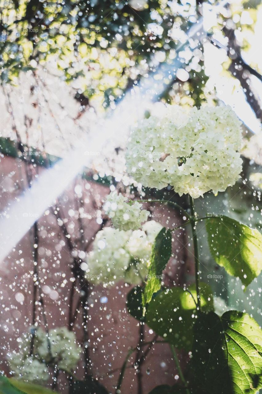 flowers rain summer