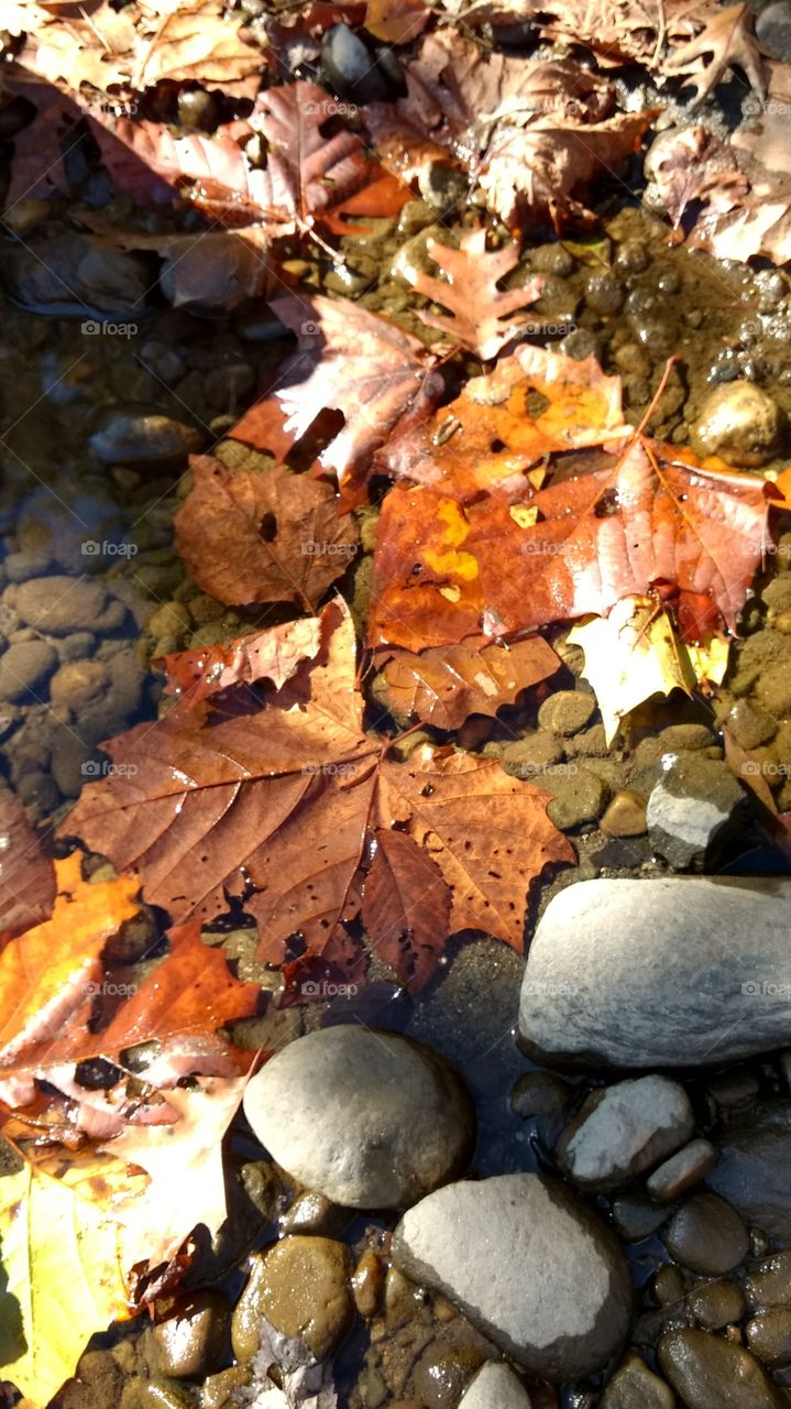 fall leaves in water