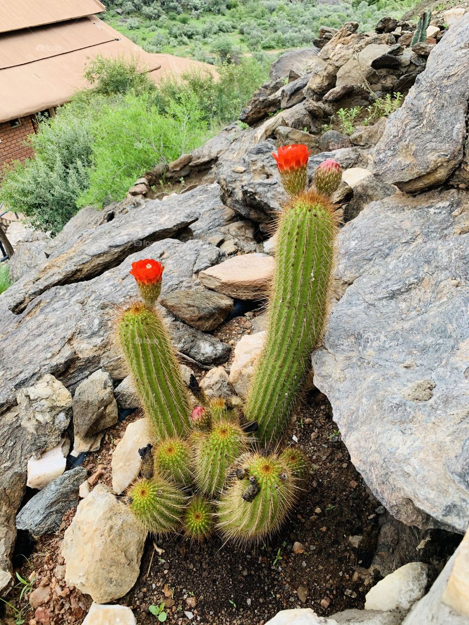 Succulent plants grow in arid areas