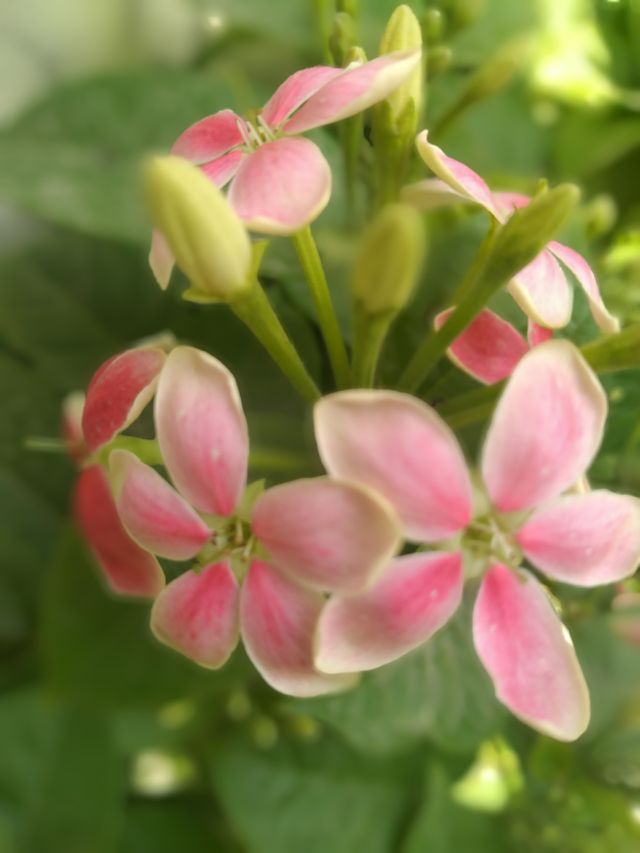 Portrait of Plants