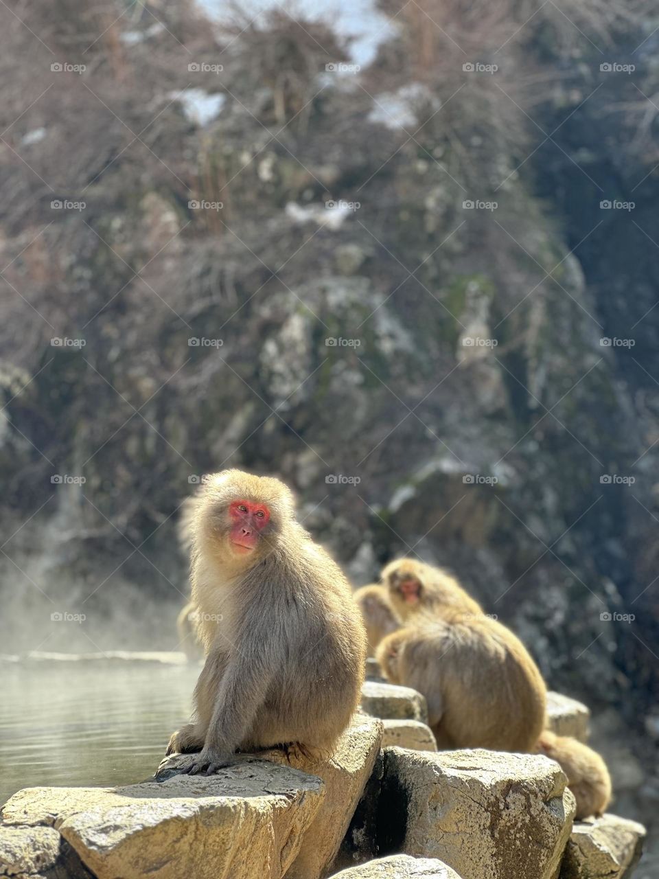 Jigokudani Yaen Koen (Snow Monkey Park) is the only place in the world where monkeys bathe in hot springs. 