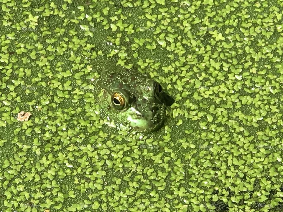 Big frog 