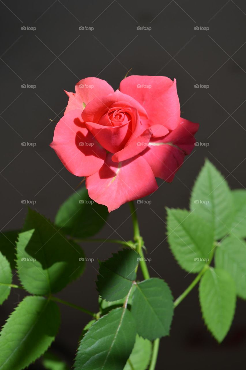 very nice rose flower in sunlight