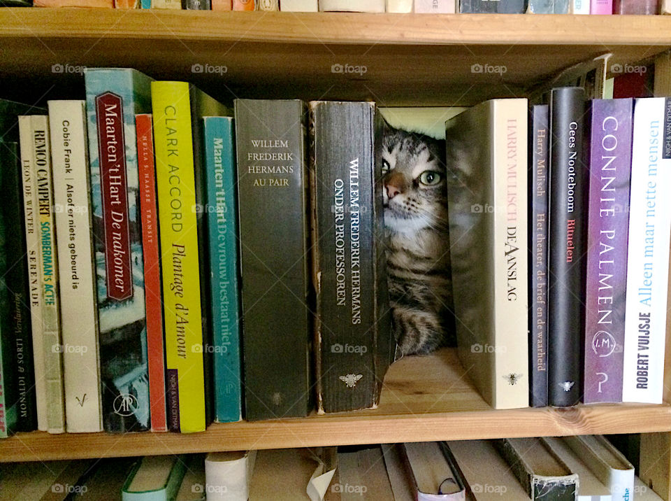 Reading books? Tabby cat is hiding behind the books in the bookshelf. 