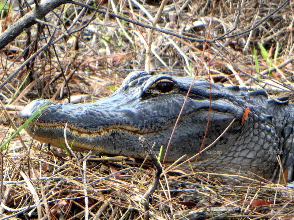 Florida alligator in the swamp. Large reptile in its natural habitat