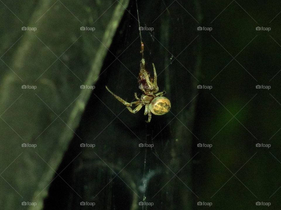 Backyard spider at night in micro 2
