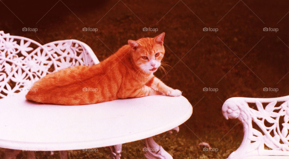 Red Cat on Victorian Set