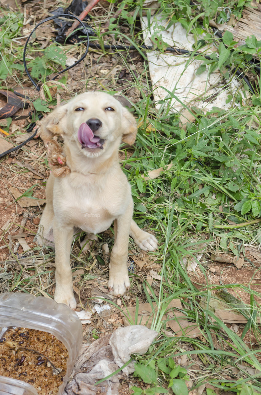 Dog Licking Mouth