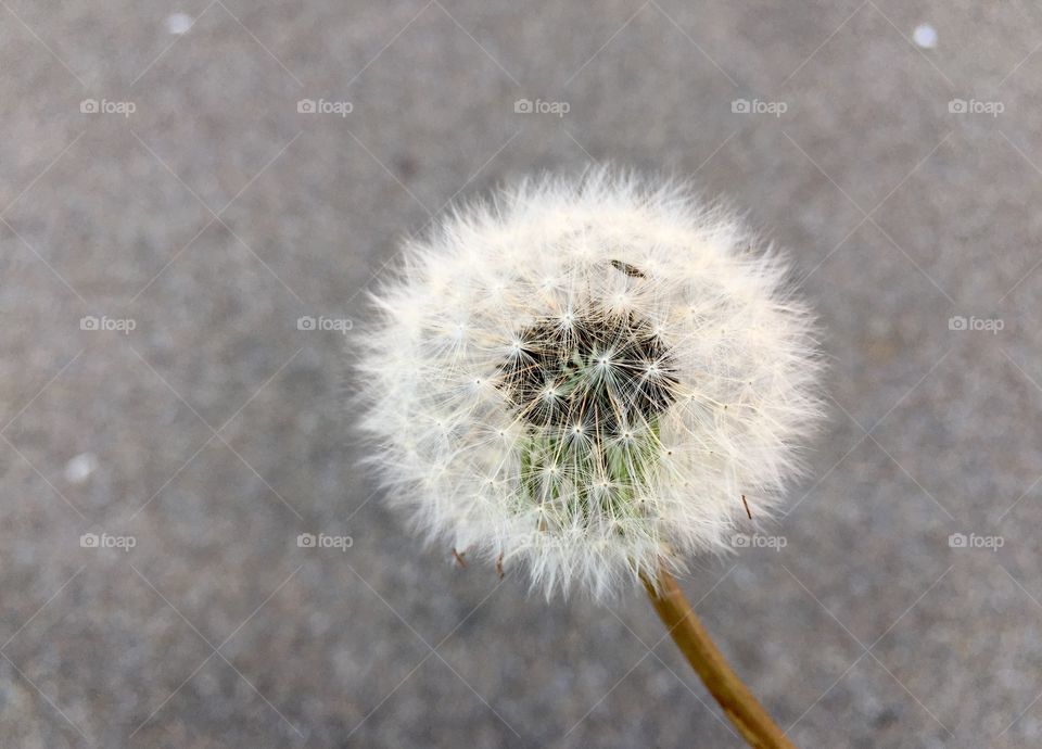 Dandelion with seeds