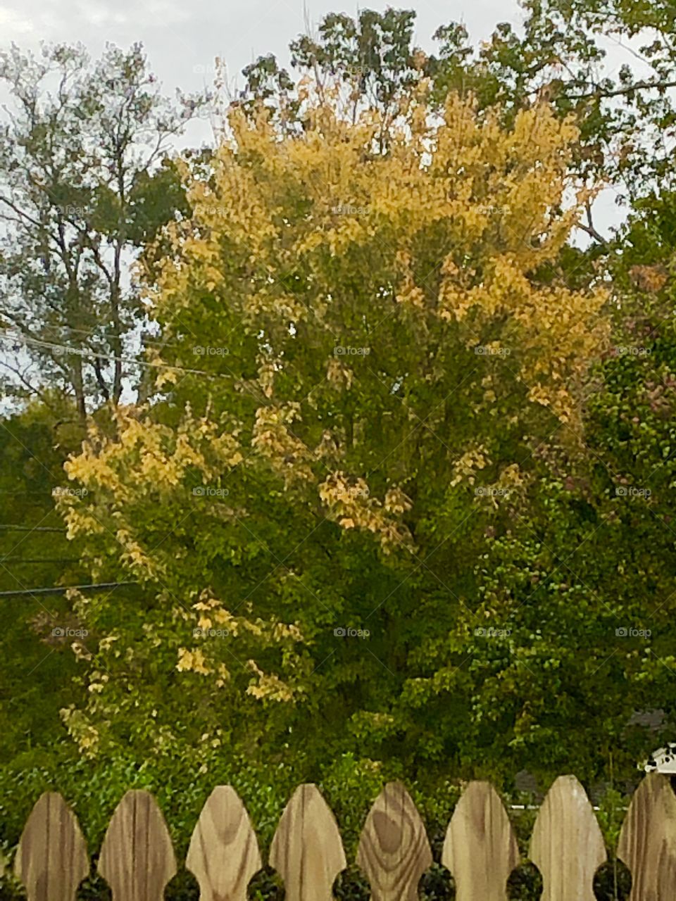 A colorful yellow gold maple peeping over the top of a wood picket fence. 