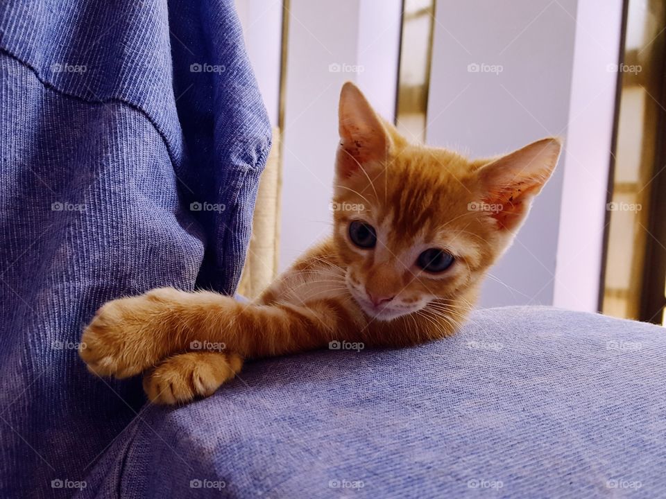 cute kitten on the couch