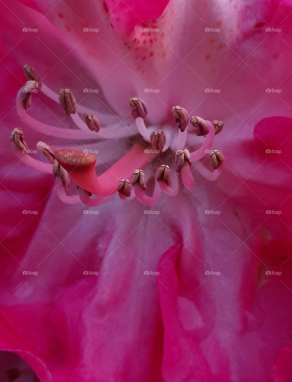 close-up of magent rhododendron flower