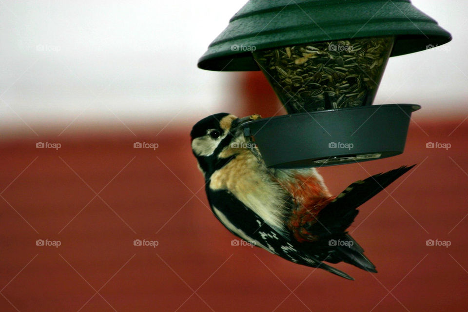 bird eating fågel hackspett by ka71