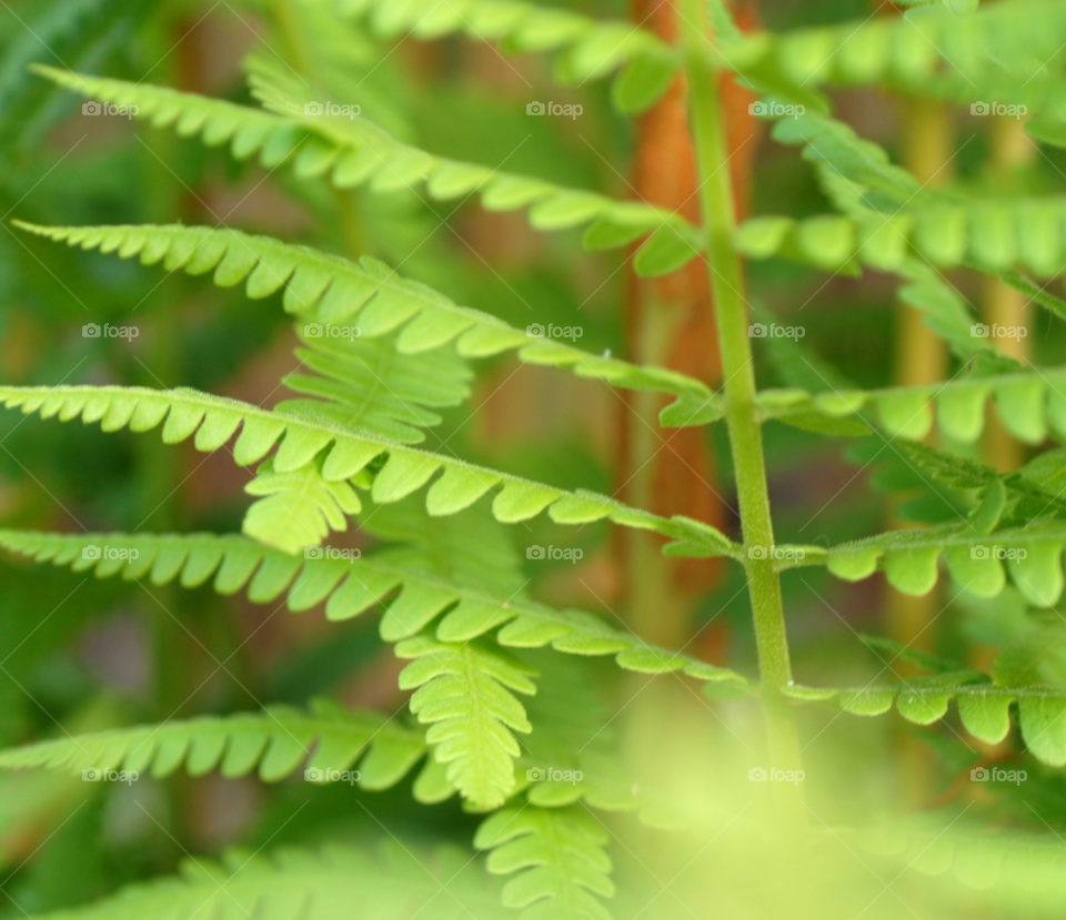 green closeup plant fern by lightanddrawing