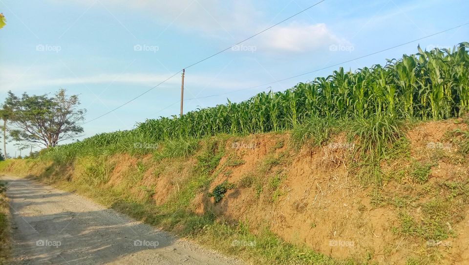 Corn field in the countryside