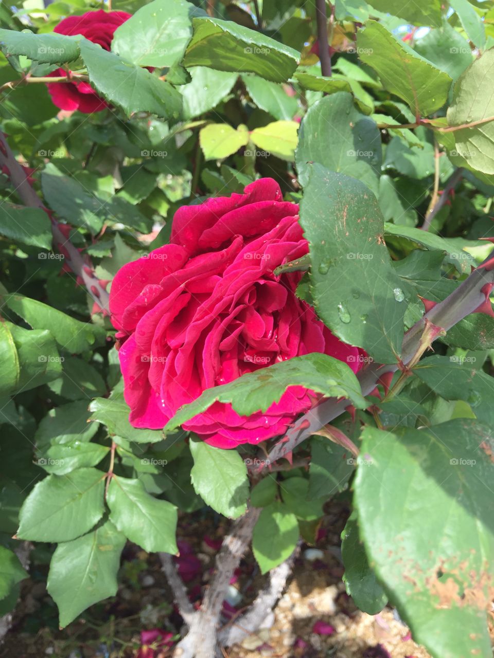 Rose
Red