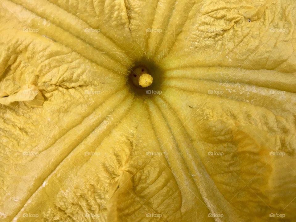 Yellow pumpkin flower closeup 