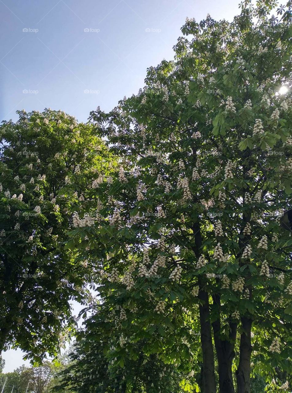 blossoming tress