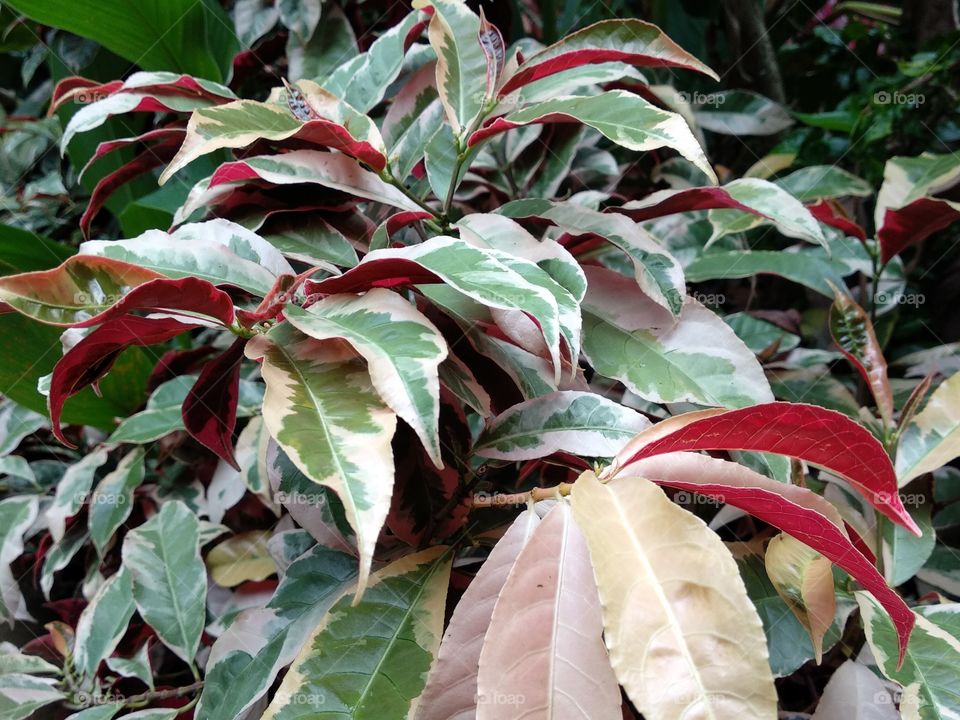 Colorful And Pattern Leaves