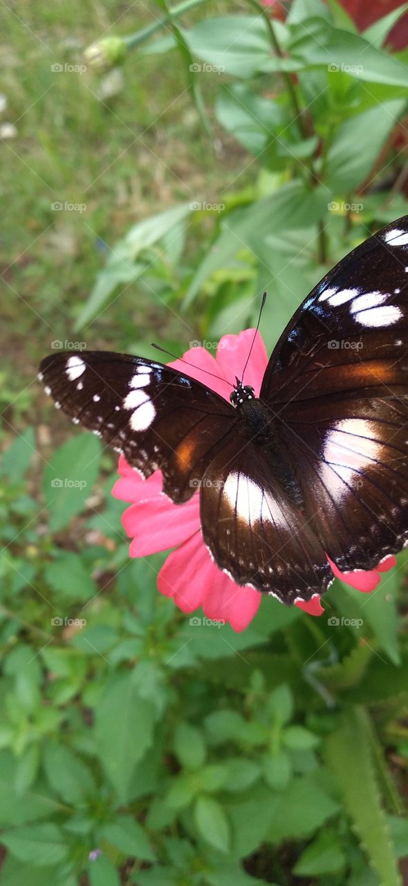 Beautiful butterfly perched on a zinnia flower