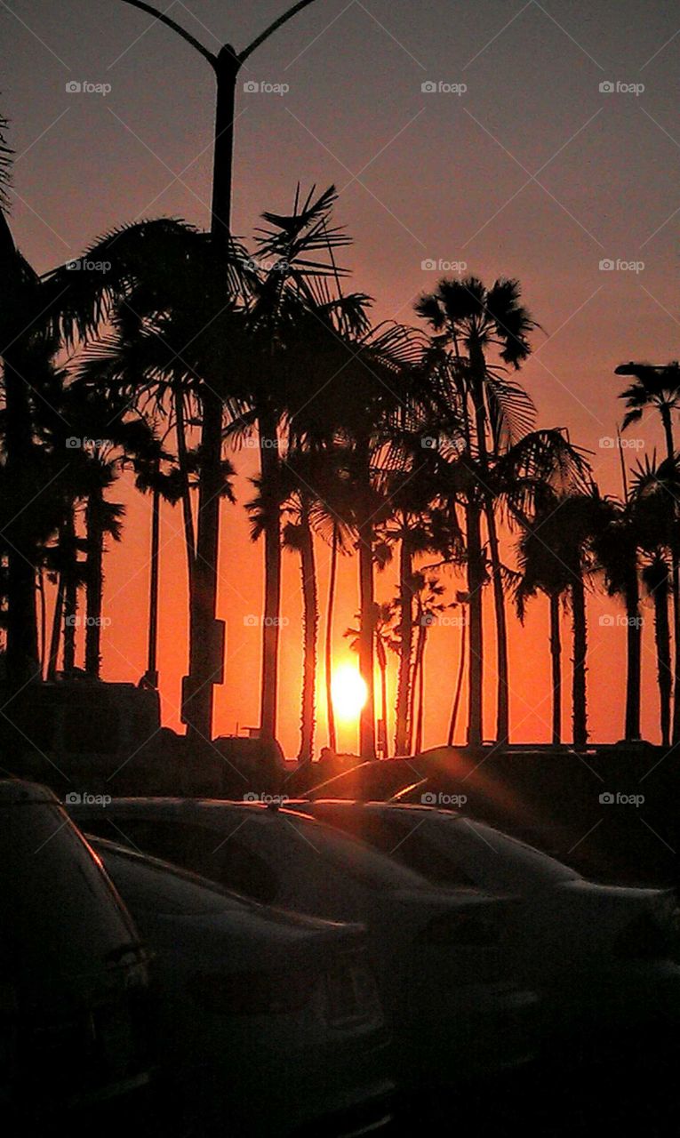 Amazing palm trees sunset
