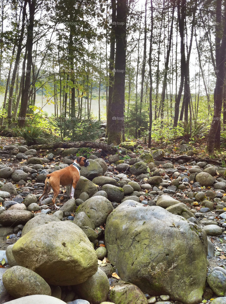 nature dog forest rocks by kzr