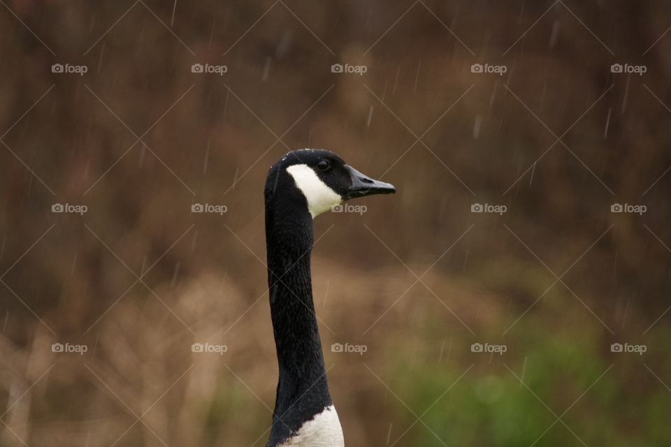 Goose in rain with deep rich brown background blurred.