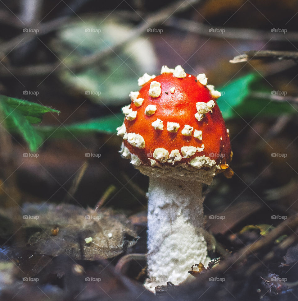 A bright red Amanita Muscaria toadstool pokes out of the dark leaf litter