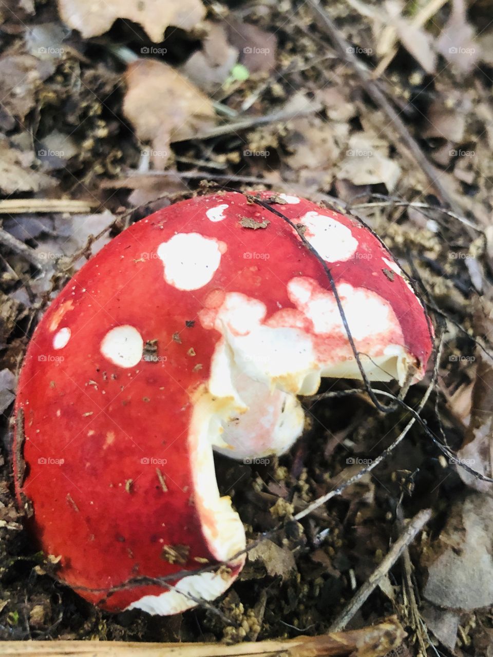 Closeup of bright red mushroom with white spots and cutout in dirt and dead leaves 