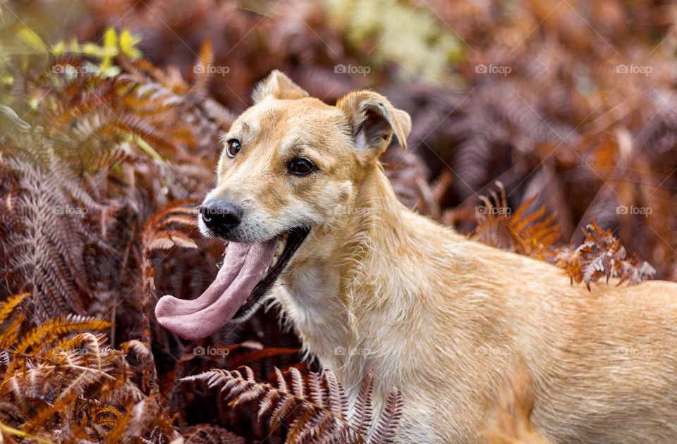 Happy dog enjoying a woodland walk through the autumn bracken 