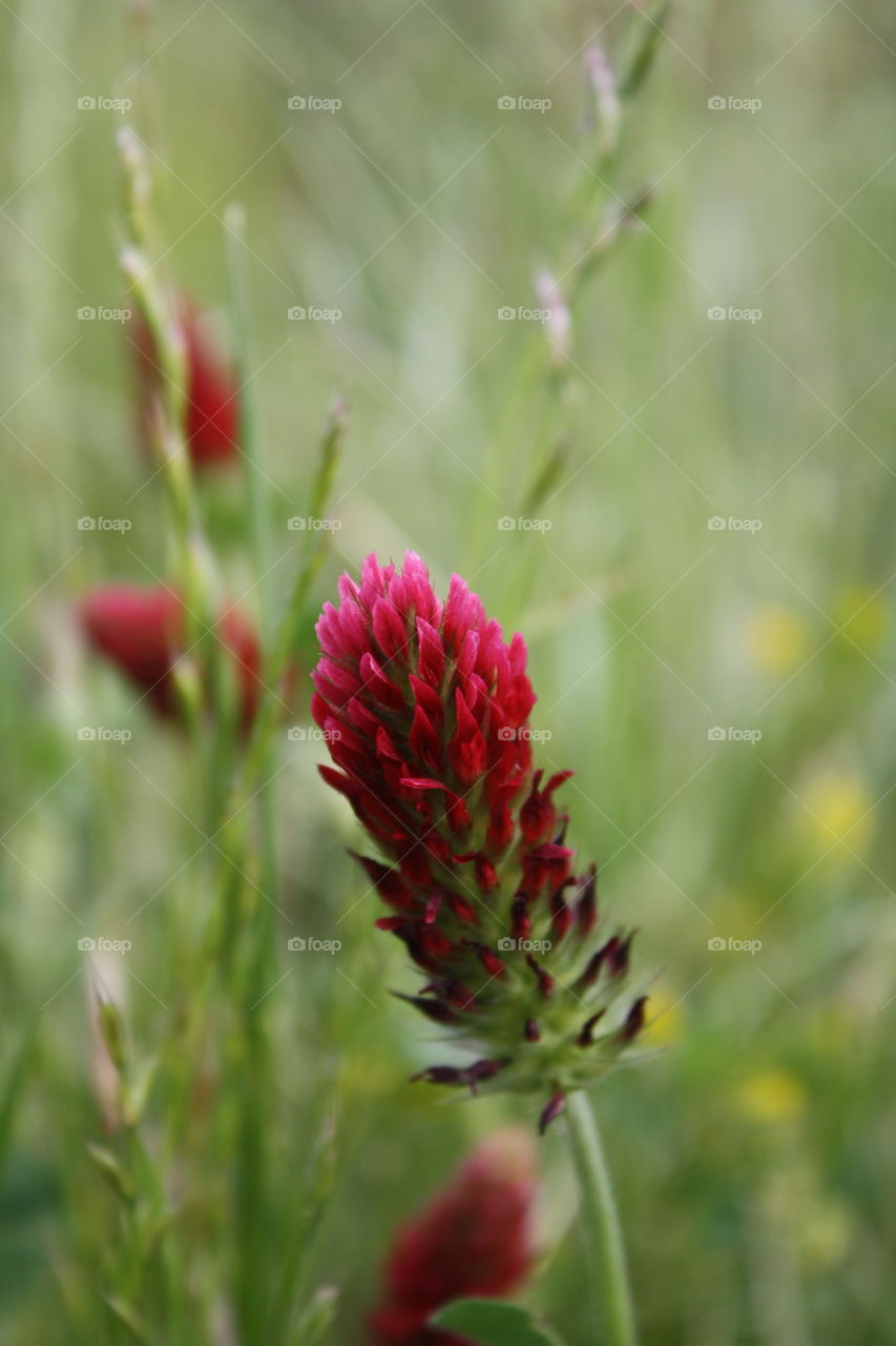 Crimson Clover 