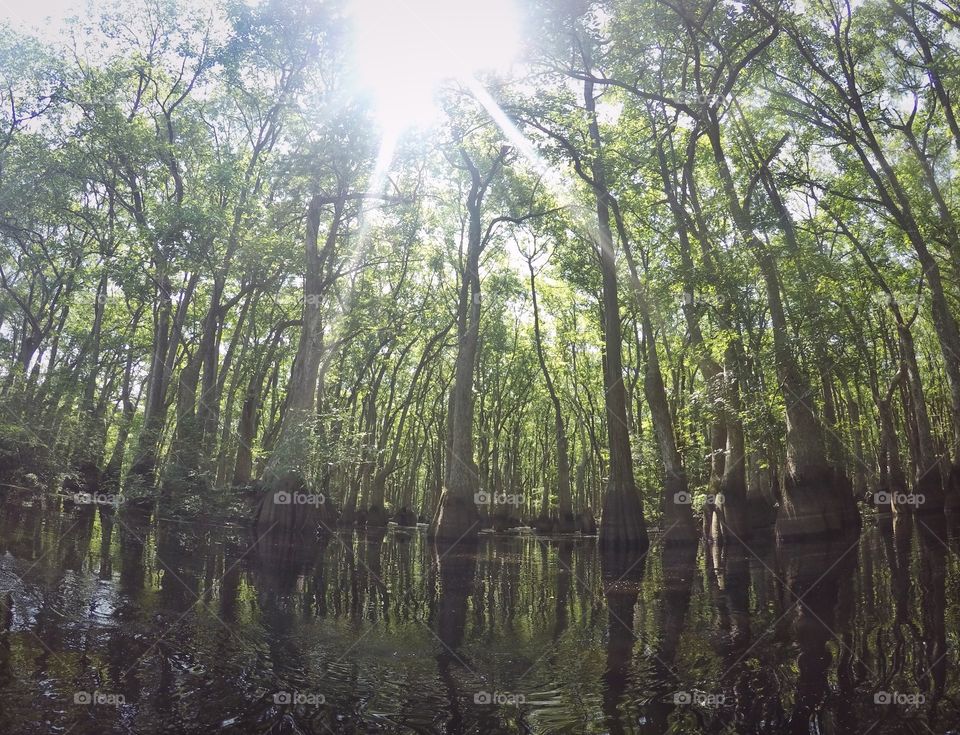 Ebenezer Creek in Georgia