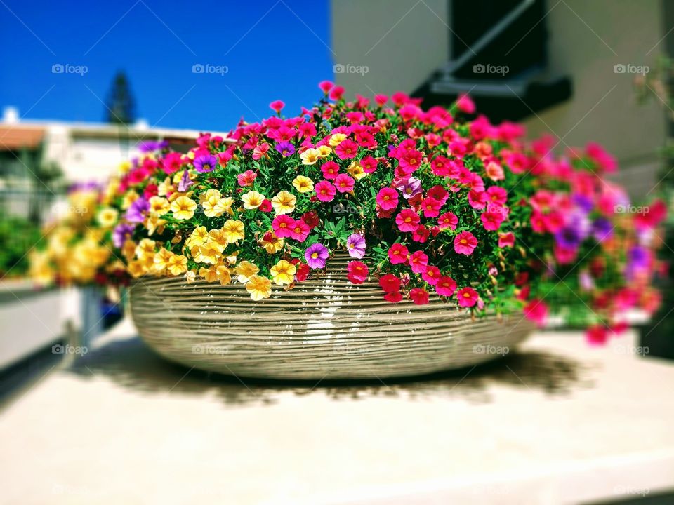 Summer street flowers in a pot.