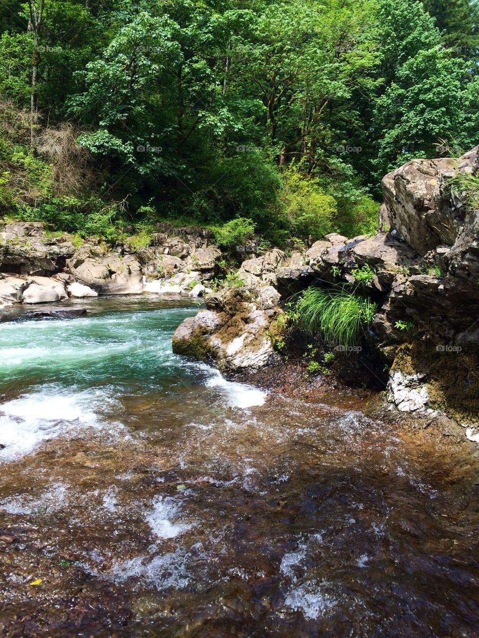 River in forest