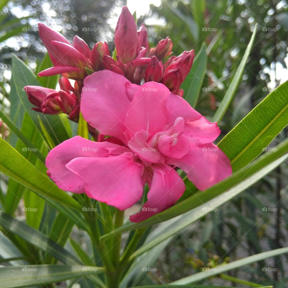 Pink flower on the park