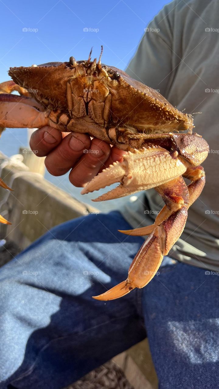 Orange crab staring at you 