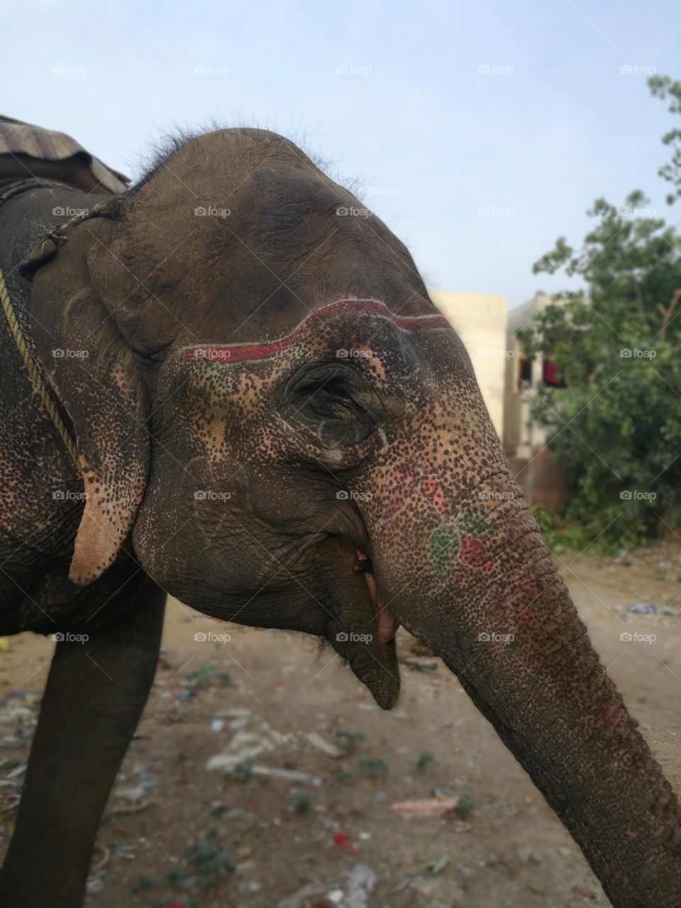 Beautiful  Asian Elephant  in the garden