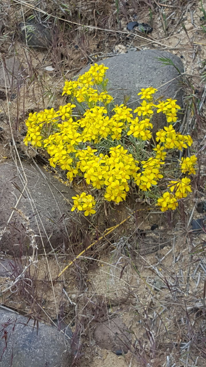yellow desrt flowers