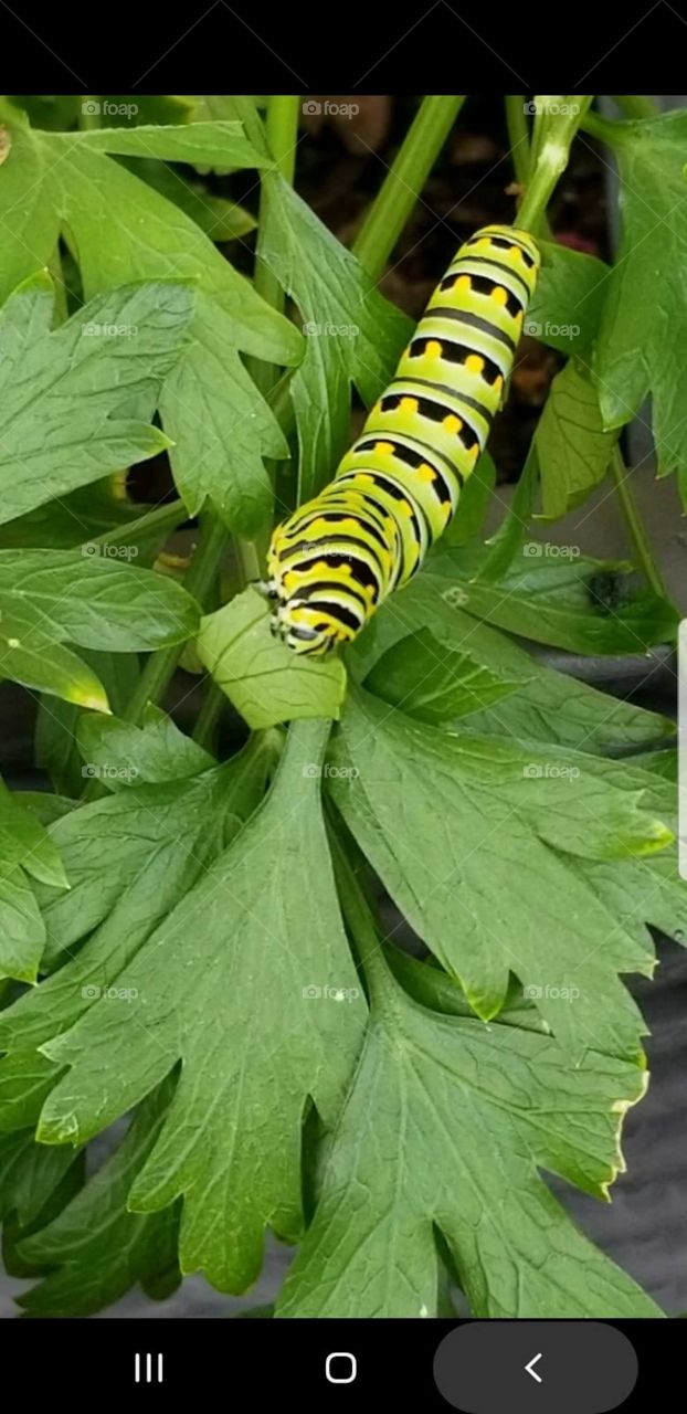 Beautiful bright yellow Caterpillar in the backyard