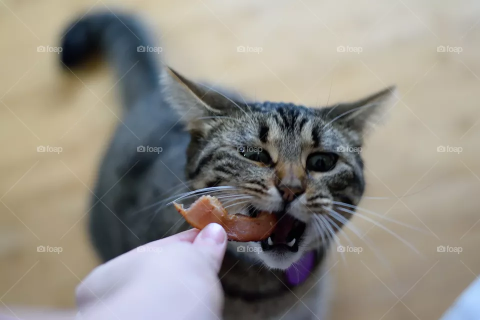 suki