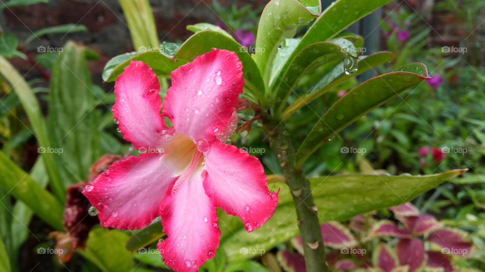 Flower with water drop