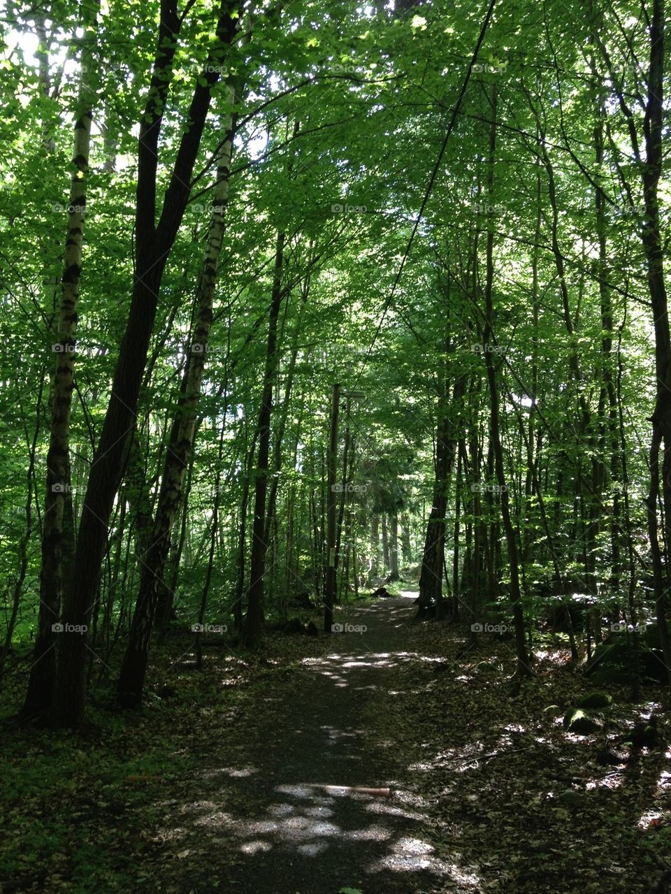 Green nature trees forest