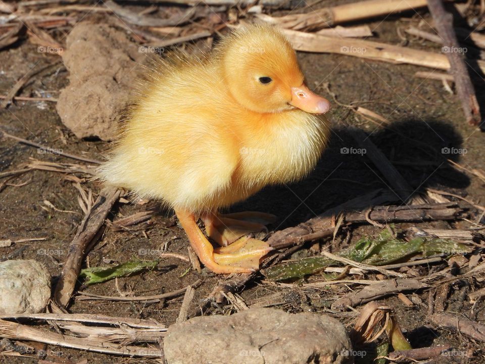 Yellow ducks at the river 