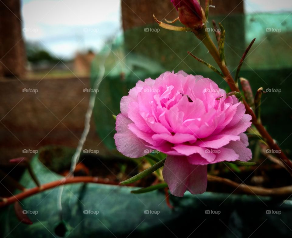 pink flower