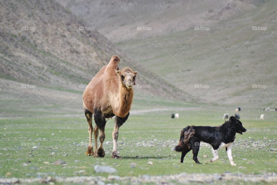 Mongolia. Camel and dog
